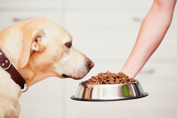 شرکت پخش عمده انواع غذای سگ خانگی