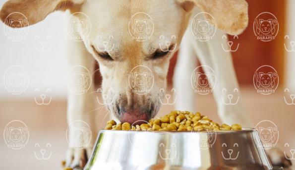 معرفی بهترین کنسرو غذای سگ پتی