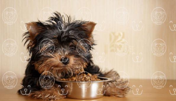 بررسی ترکیبات کنسرو غذای سگ پتی